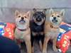 chiots shiba inu de 3 mois