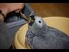 Perroquets gris d'Afrique disponibles - photo 2