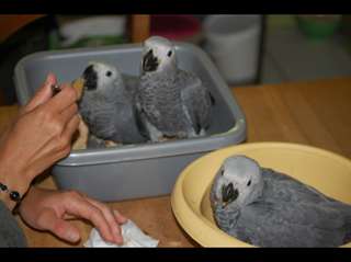 Perroquets gris d'Afrique disponibles