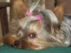 Yorkshire terrier Chiot femelle - photo 2