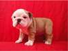 Super Beau Chiots Bulldog Anglais Chiots Bulldog A