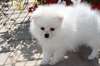 joli chiot SPITZ ALLEMAND Blanc femelle