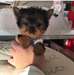 Yorkie Teacup chiots-2 à 4 1/2 lbs plein baby doll
