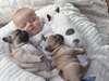 chiots bouledogue français