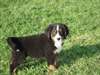 Chiots Bouvier bernois