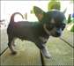 Superbe mâle chihuahua poils court