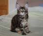 Chatons Maine Coon a donner