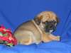 Chiots Carlin