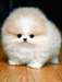 sublimes chiots pomeranien disponibile