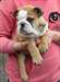 Chiots Bouledog Anglais