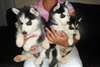 Chiots de race husky de sibérien disponible