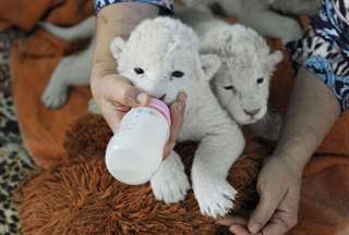 Lionceaux belles disponibles pour l'adoption