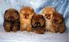 splendides chiots spitz nain allemand