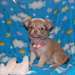 Magnifiques Chiots
