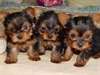 chiots types yorkshire terrier dispo - photo 1