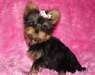 chiots types yorkshire terrier dispo