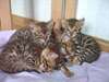 Magnifiques Type Chatons Savannah