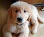 Chiot golden retriever
