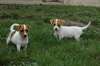 Chiots jack russel terrier