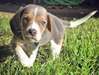 Chiot mâle beagle