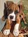 Chiots boxer mâle