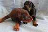 Superbes chiots dobermann