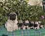Chiots Carlin sable