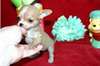 Superbe chiots chihuahua Superbes  chihuahua poil