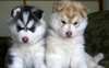 magnifiques bébés husky sibérien disponible