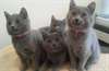 Adorables chatons type chartreux