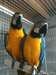 Couple de perroquets ara ararauna EAM - photo 1