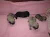 superbes chiots de race carlin a vendre