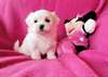 male and female maltes puppies for free adoption