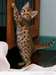 3 chatons Savannah pour adoption  J'ai 3 beaux cha