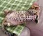 Magnifiques Type Chatons Savannah  Chatons bengal