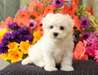 chiots maltais ont besoin d'une maison  Des sublim