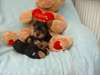 Les chiots Yorkshire Terrier