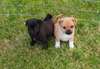 Chiots Mini Jrt X Pug