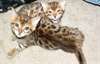 magnifique chaton bengal  magnifique chaton bengal - photo 1