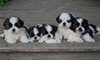 BEAUX CHIOTS SHIH TZU POUR ADOPTION  Magnifiques C