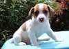 chiots jack russel disponible pour adoption  chiot