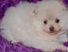 chiots spitz poméranien nain