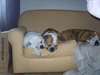 magnifiques chiots bulldog anglais - photo 2