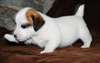 Chiot Jack Russell