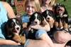chiot Bouvier Bernois garcon et fille