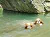 magnifiques Chiots disponible