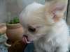 Adorable chiot Chihuahua LOF poils longs - photo 1