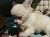Adorable chiot Chihuahua LOF poils longs - photo 2