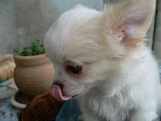 Adorable chiot Chihuahua LOF poils longs