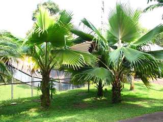 Vente Palmiers